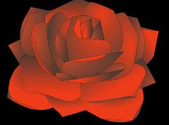 rose